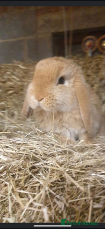 Mini Lop rabbits - Advert 16