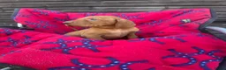 Hungarian Vizsla dogs for sale: Outstanding Kc registered Hungarian vizsla - Advert 12