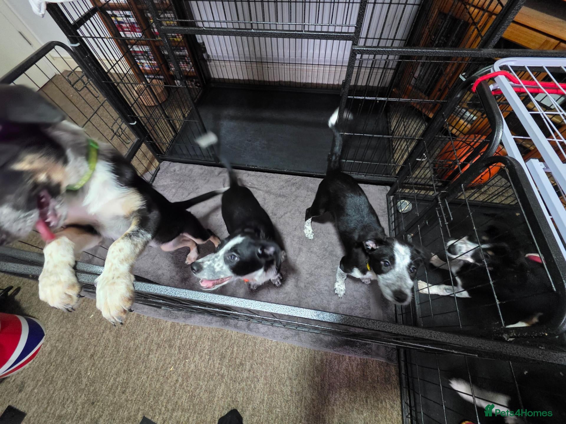 Border Collie dogs Border Collie pups x3 Female  - Advert 2