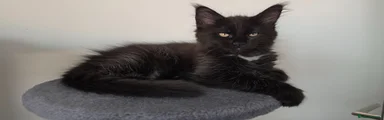 Maine Coon 2