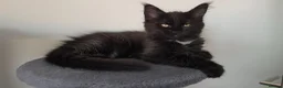 Maine Coon cats for sale: Beautiful Maine Coon Kittens for Sale - Advert 15