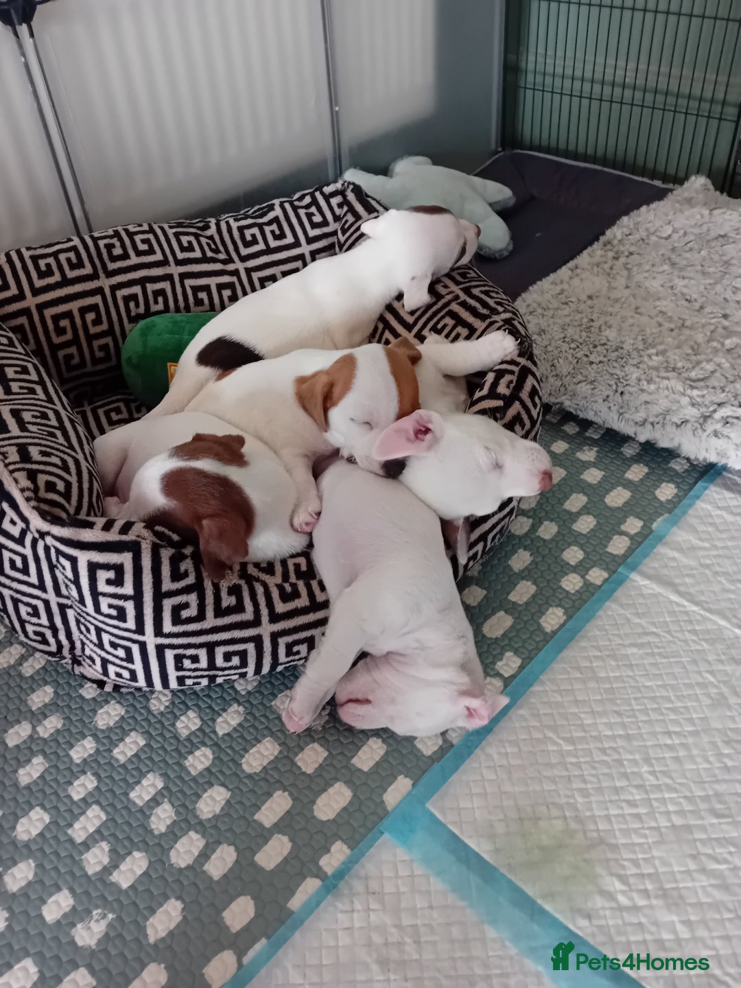 Jack Russell dogs for sale: 3 stunning girls  - Advert 3