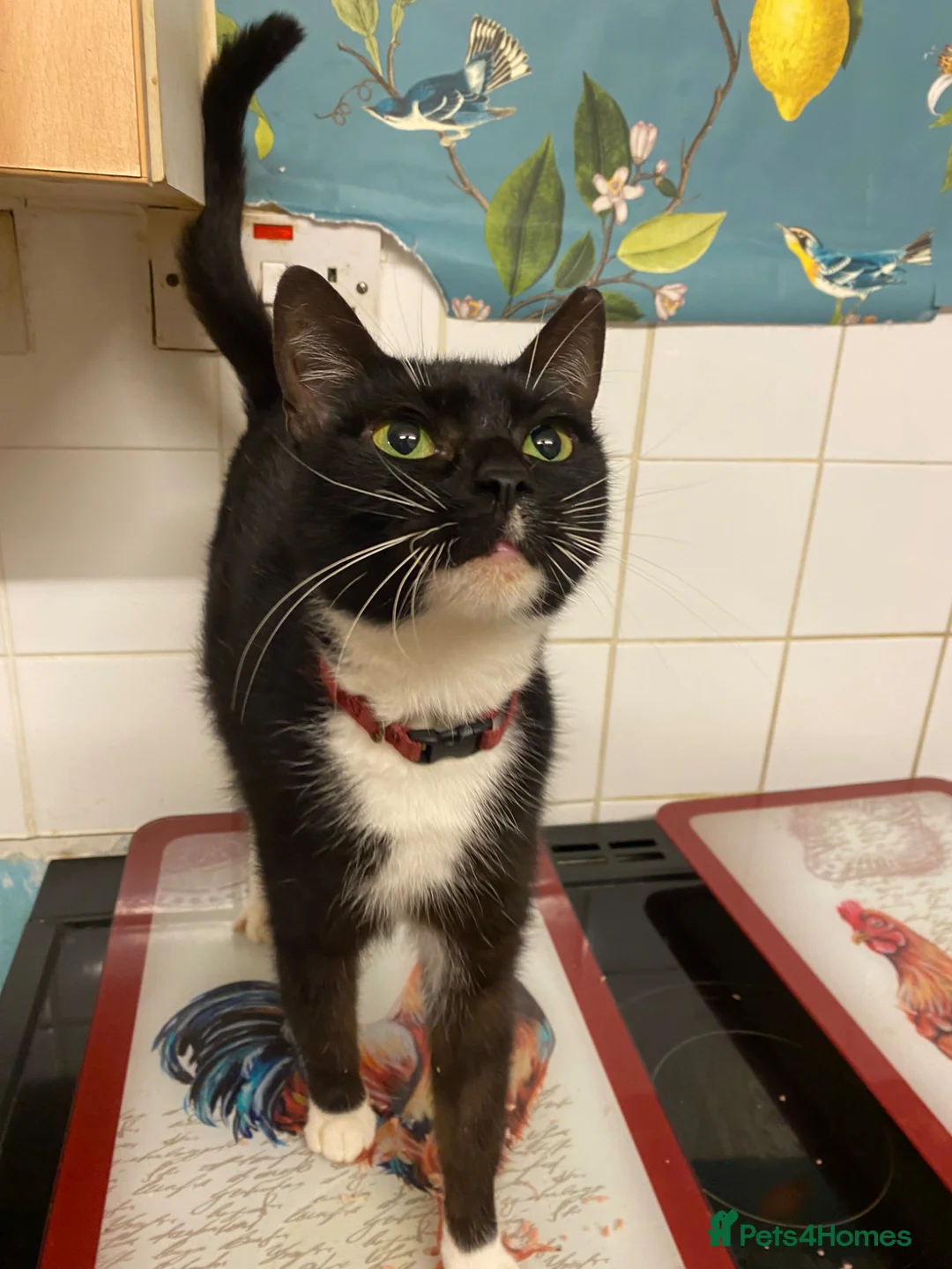 Mixed Breed cats for sale: Beautiful playful loving kittens  - Advert 2