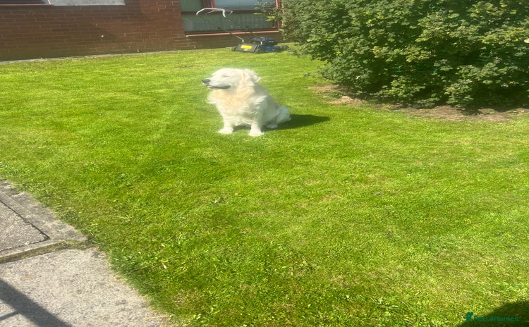 Golden Retriever dogs Zeus  - Advert 1