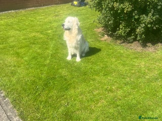 Golden Retriever dogs for stud: Zeus - Advert 1