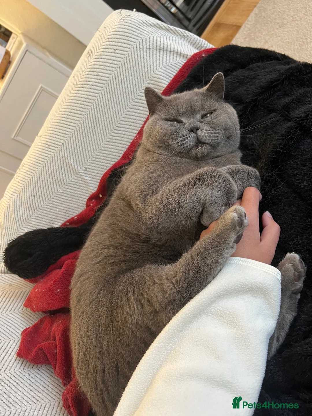 British Shorthair cats for sale: Male BSH lovely boy needs new home - Advert 2