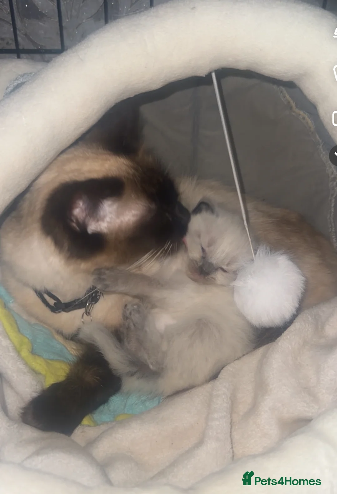 Ragdoll cats for sale: Beautiful seal point ragdoll for sale 💕 in Bradford - Advert 2