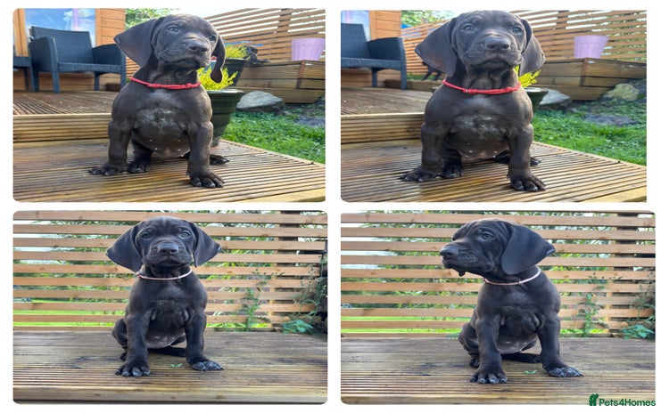 German Shorthaired Pointer dogs - Advert 3