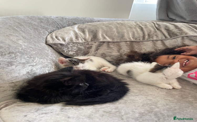 Mixed Breed cats - Advert 3