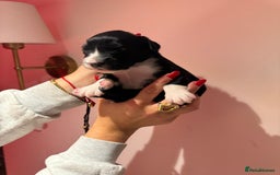 Portuguese Water Dog dogs for sale: Art Nouveau - Image 13