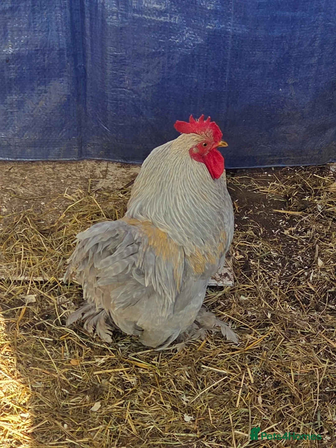 Hens poultry for sale: Bantam Cockerel  in Birmingham - Advert 2