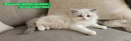 Ragdoll cats for sale: Stunning Ragdoll Kittens – Boys Only (TICA) - Advert 19