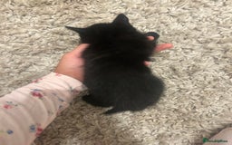 Mixed Breed cats for sale: Our lonely last little boy  - Image 4