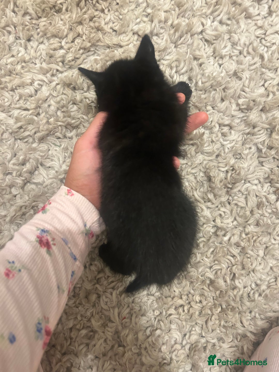 Mixed Breed cats for sale: Our lonely last little boy  - Image 4