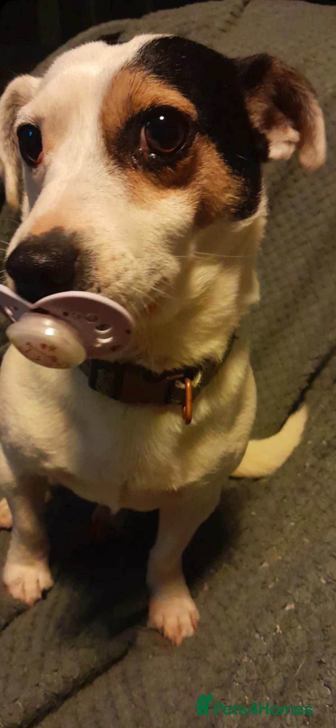 Jack Russell dogs for stud: Proven stud in Accrington - Advert 7