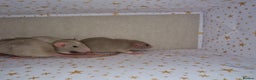 Rat rodents for sale: Baby dumbo rats - Advert 3
