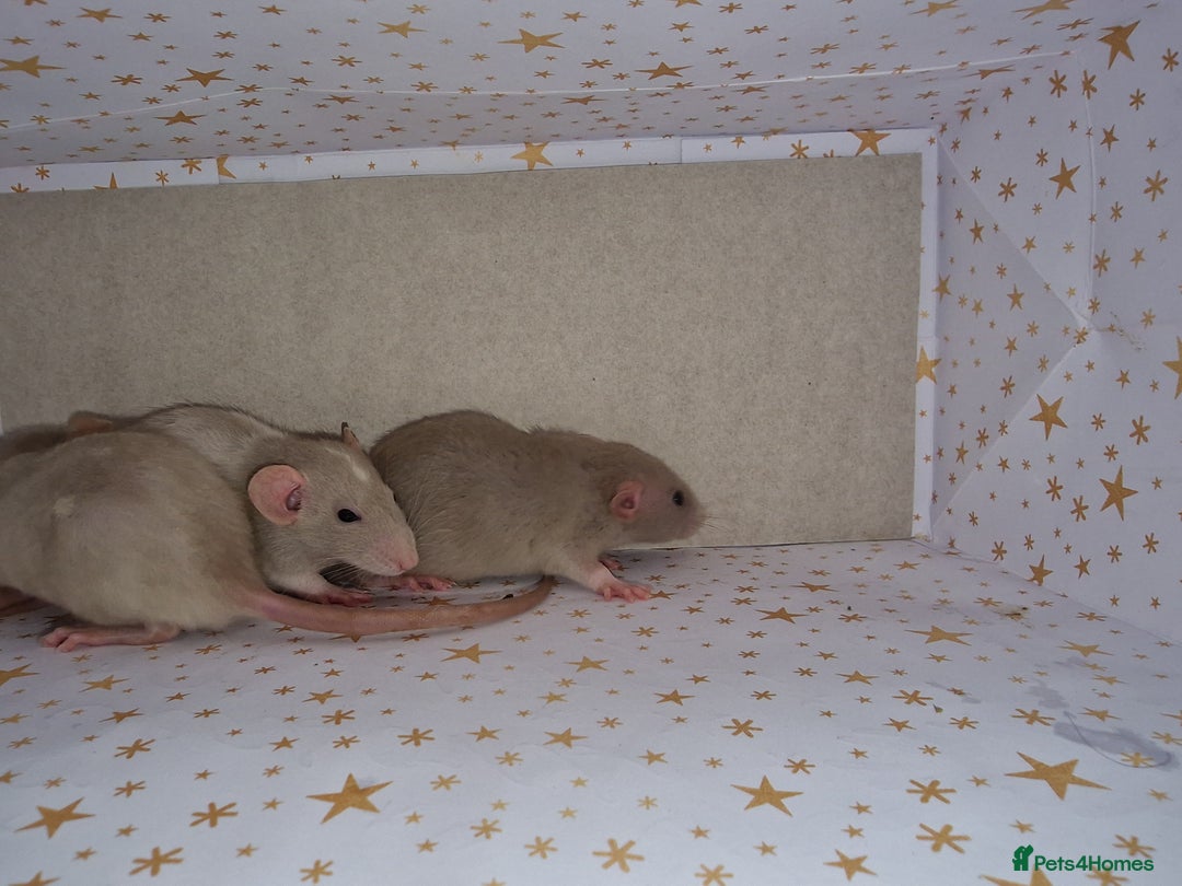 Rat rodents for sale: Baby dumbo rats - Advert 3
