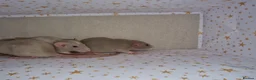 Rat rodents for sale: Baby dumbo rats - Advert 3