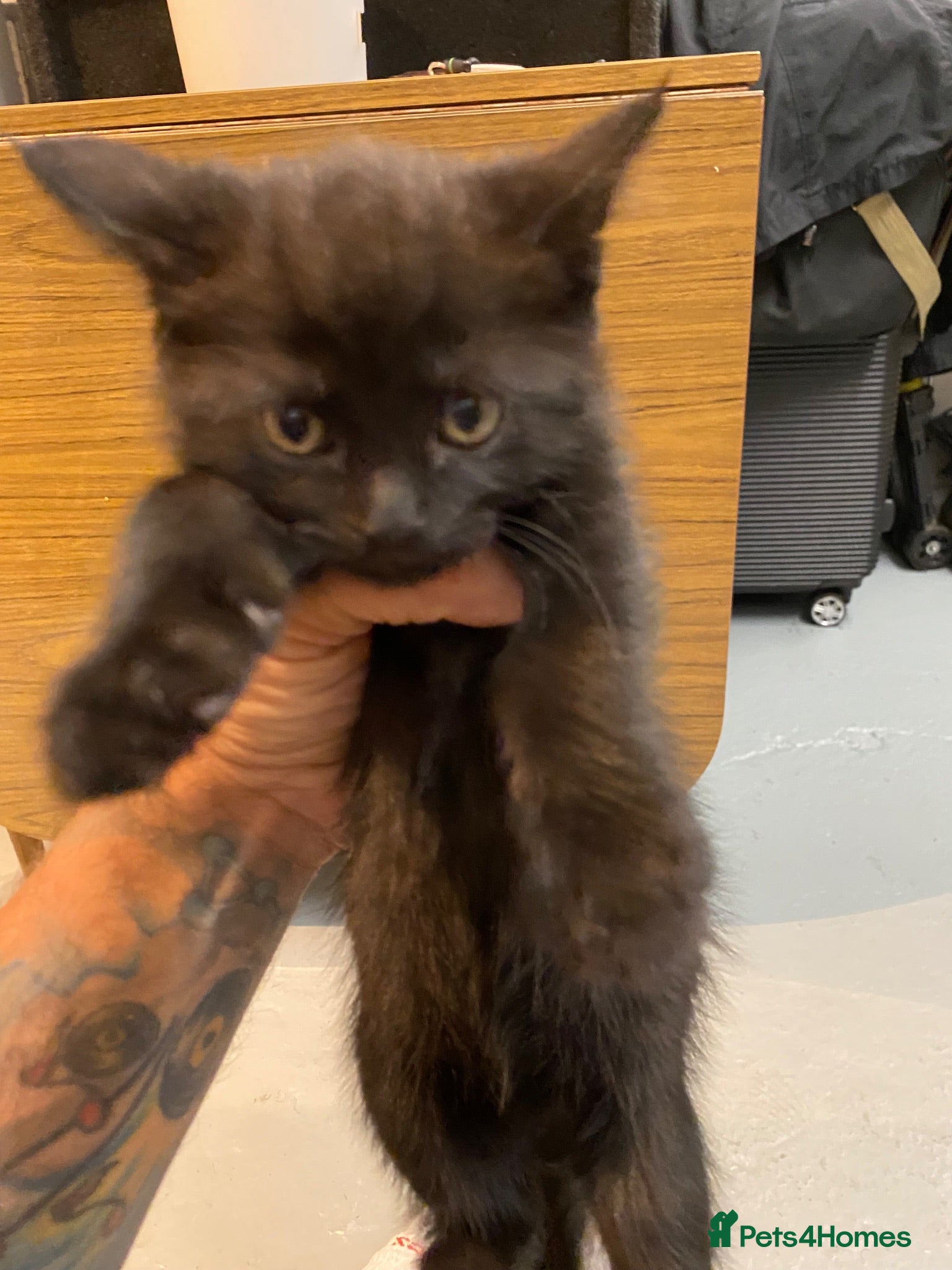 British Shorthair cats British short hair 1 Boy black & brown tabby left  - Advert 14