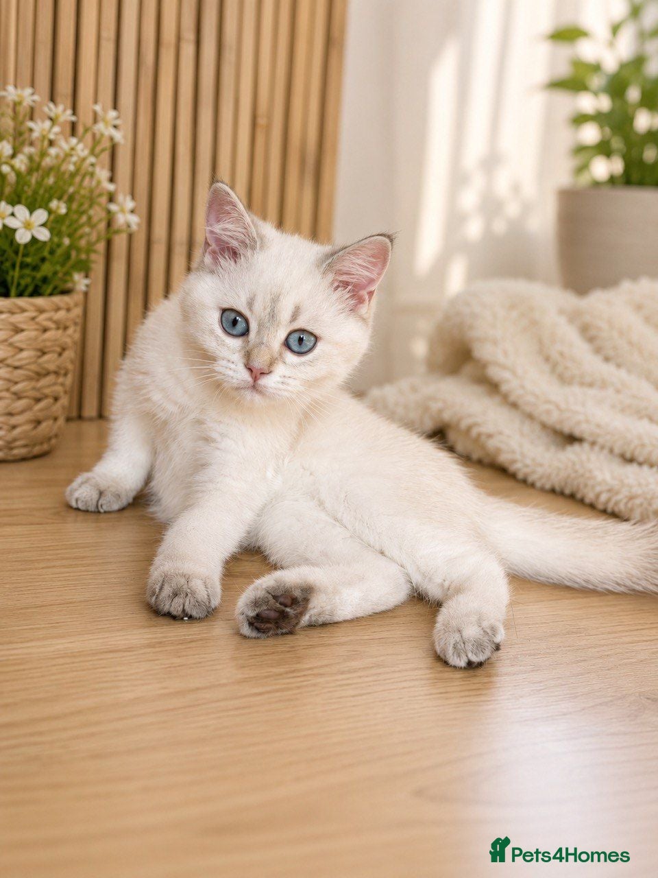 British Shorthair cats VACCINATED WHITE COLORPOINT BRITISH SHORT HAIR - Advert 1