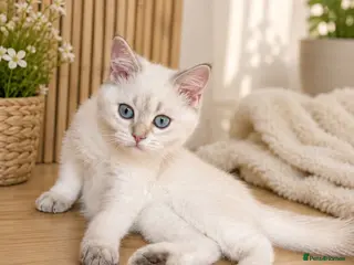 British Shorthair cats VACCINATED WHITE COLORPOINT BRITISH SHORT HAIR - Advert 1