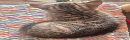 Domestic Shorthair cats for sale: Tabby Kittens  - Advert 3