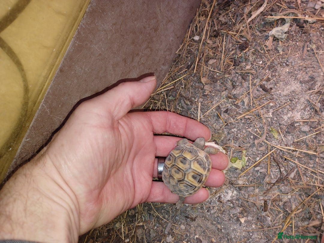 Tortoise reptiles for sale: HERMANNS TORTOISE YOUNGSTER HATCHED UK AUGUST 2025 - Advert 1