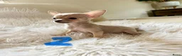 Chihuahua dogs for sale: Tiny chihuahua puppies - Advert 10
