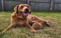 Labrador Retriever dogs for sale: Red Fox Labrador Puppies–Ready from 26th September - Image 18