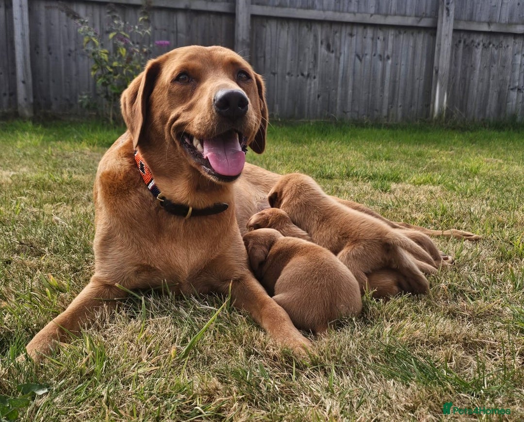 Labrador Retriever dogs for sale: Red Fox Labrador Puppies–Ready from 26th September - Image 18