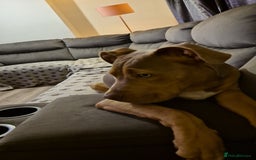 Mixed Breed dogs for sale: Mixed breed - Image 4