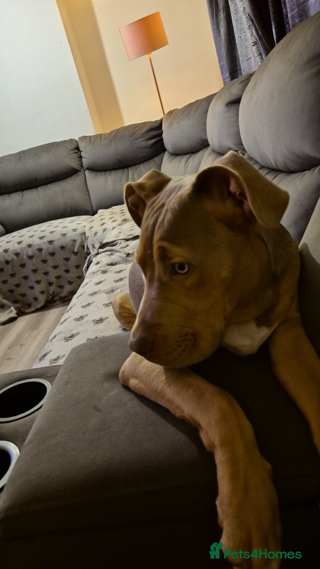 Mixed Breed dogs for sale: Mixed breed - Image 4