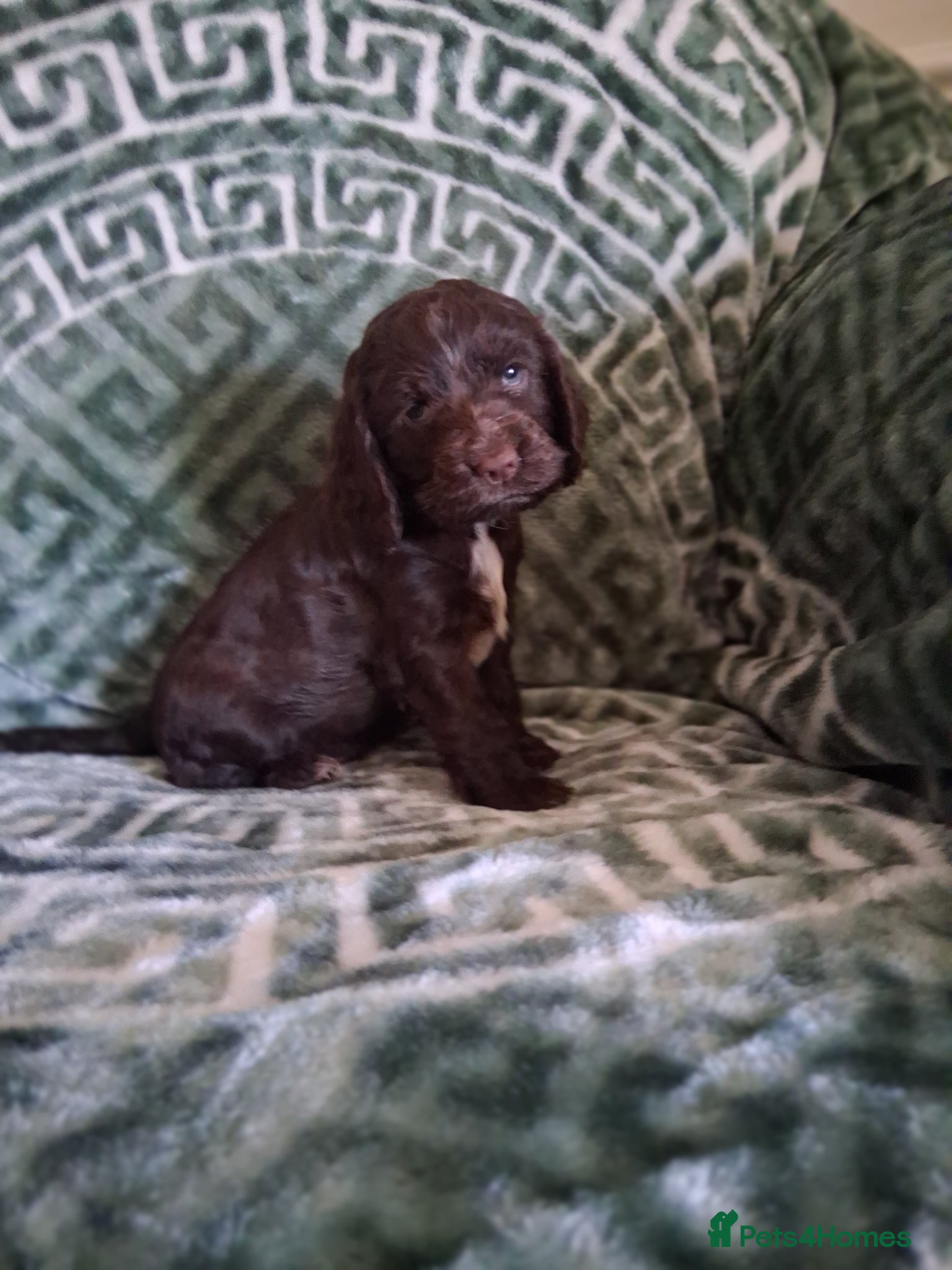 Cocker Spaniel dogs Beautiful KC Reg Showtype Cocker Spaniel puppies  - Advert 2