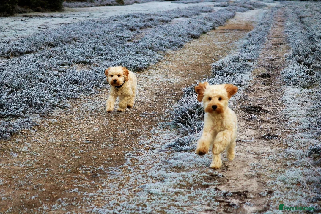 Toy Poodle dogs for stud: Champion Line KC Apricot Toy Poodle Stud in Ringwood - Advert 33