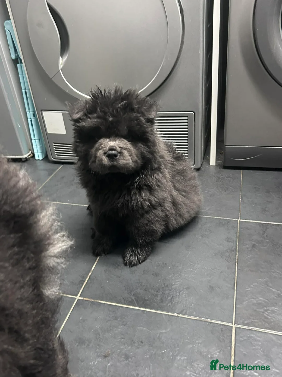 Chow Chow dogs for sale: Rough Coat Chow Chow Puppies in Peterborough - Advert 5