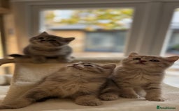 Scottish Fold cats for sale: Pedigree Scottish fold and straight kittens - Image 4