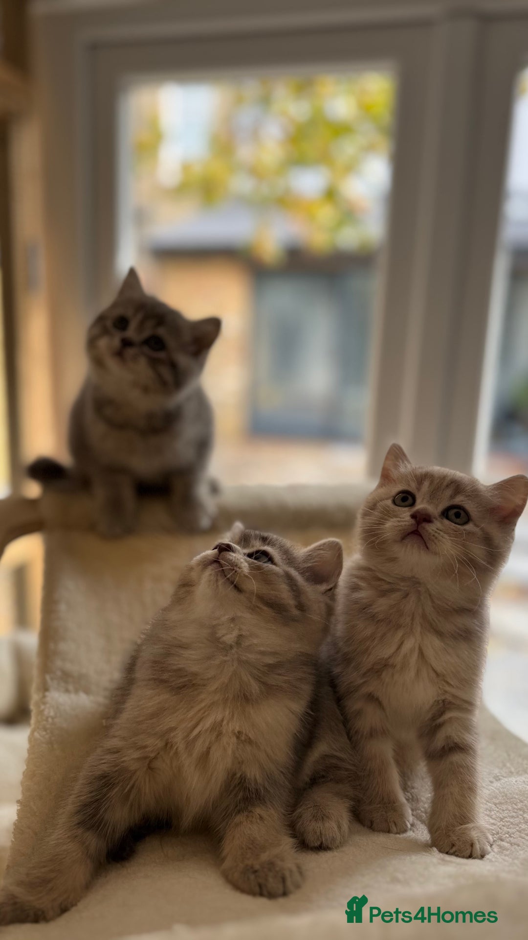 Scottish Fold cats for sale: Pedigree Scottish fold and straight kittens - Image 4