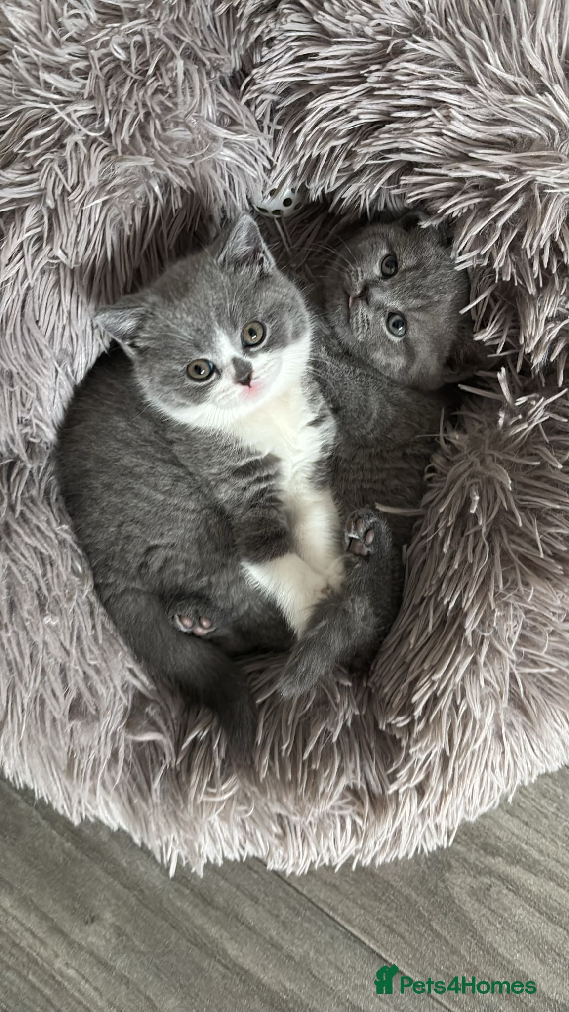 British Shorthair cats 🧸✨6 Chunky British Shorthair Kittens For Sale✨🧸 - Advert 15
