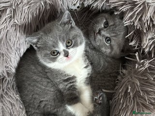 British Shorthair cats 🧸✨6 Chunky British Shorthair Kittens For Sale✨🧸 - Advert 6