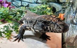 Lizard reptiles for sale: Stunning black and white tegu female - Image 12