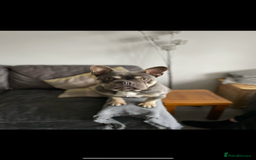 French Bulldog dogs for sale: French Bulldog Male 24 months old  - Image 6