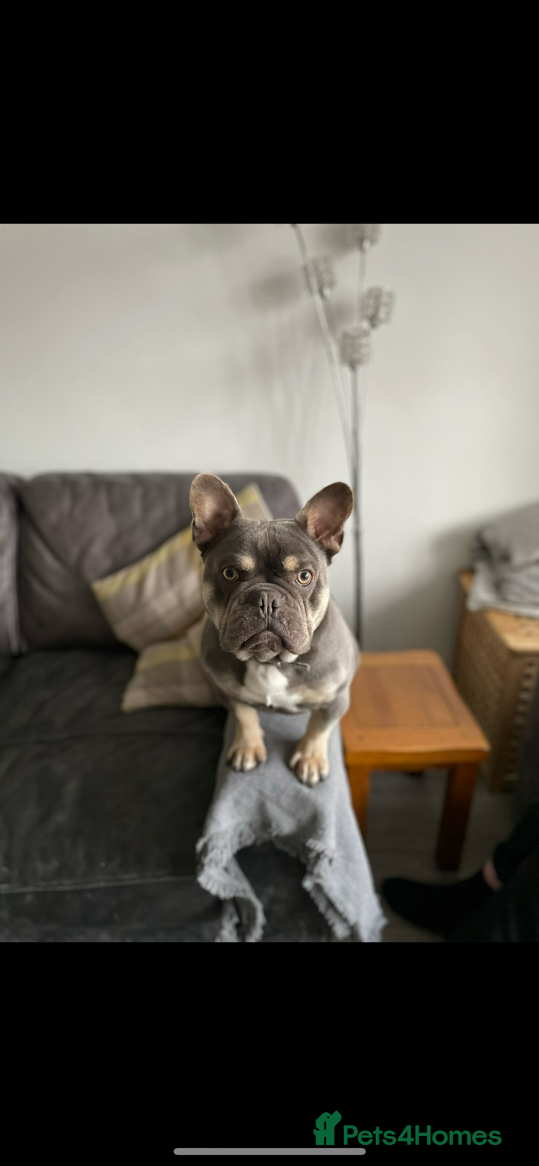 French Bulldog dogs for sale: French Bulldog Male 24 months old  - Image 6