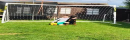 Dobermann dogs for sale: KC registered exclusive Dobermann puppies  in Wickford - Advert 19