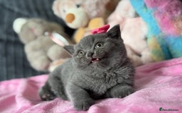 British Shorthair cats for sale: Gorgeous Champions line British Shorthair - Image 10