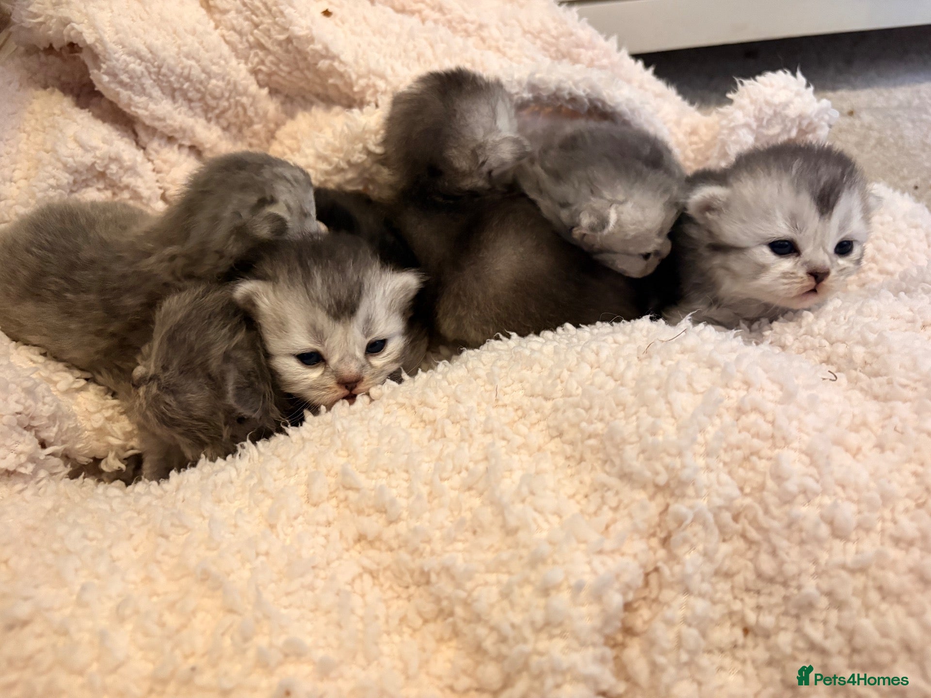 Scottish Fold cats 6 x Scottish fold kittens - pure bred  - Advert 7