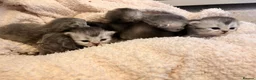 Scottish Fold cats for sale: 6 x Scottish fold kittens - pure bred  - Advert 1