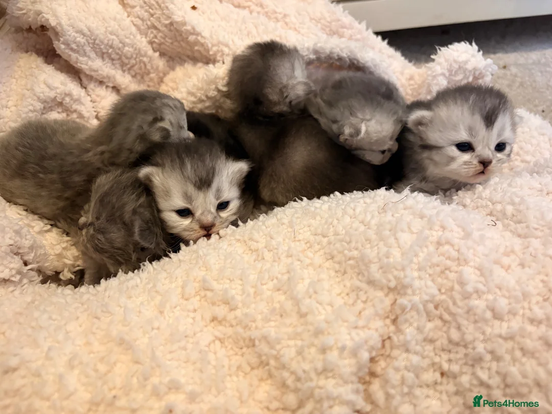 Scottish Fold cats for sale: 6 x Scottish fold kittens - pure bred  - Advert 1