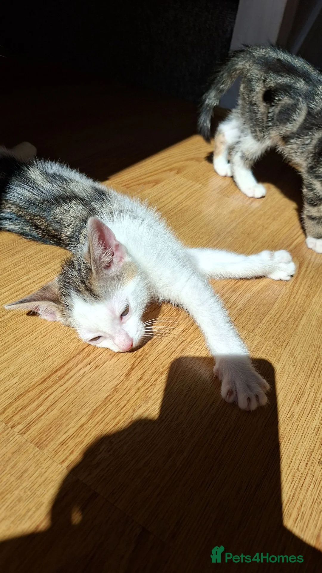 Mixed Breed cats for sale: Beautiful female kittens. Newquay, Cornwall in Newquay - Advert 12
