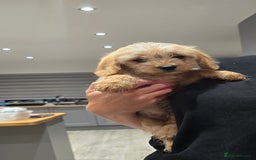 Cavapoochon dogs for sale: Light fox red Cavapoochon puppies - Image 19