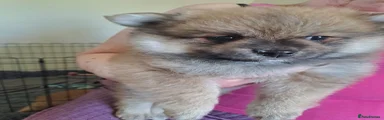 Pomeranian 2
